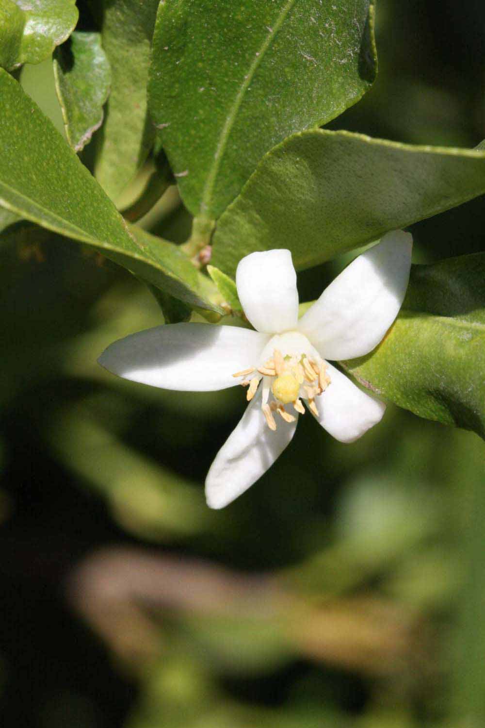              Flower (Riverside, CA)       